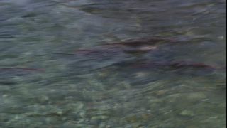 Link to Video