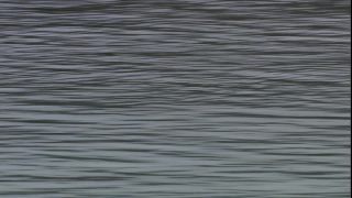 Link to Video