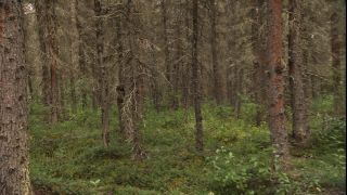 Link to Video