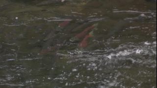 Link to Video