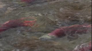 Link to Video