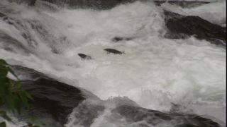 Link to Video