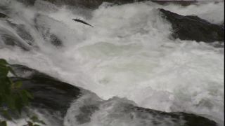 Link to Video