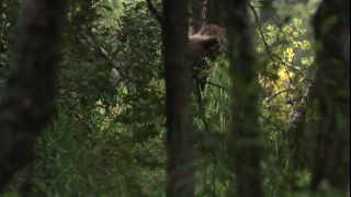 Link to Video