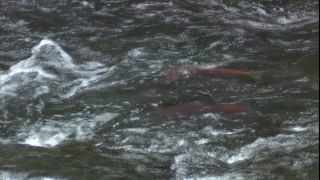 Link to Video