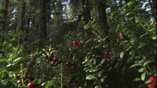 Link to Video