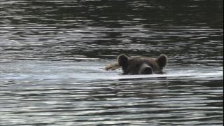 Link to Video