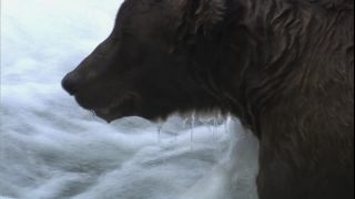 Link to Video