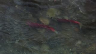 Link to Video