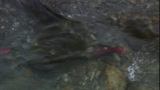 Link to Video