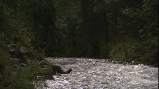 Link to Video