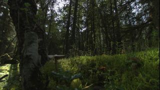 Link to Video