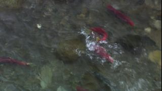 Link to Video