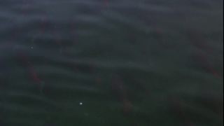 Link to Video