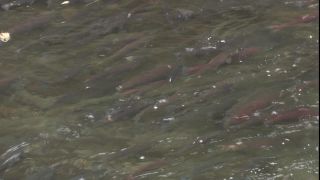 Link to Video