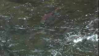 Link to Video