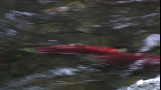 Link to Video