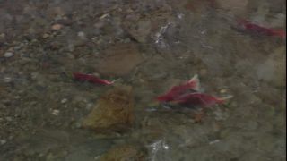 Link to Video