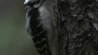 Link to Video