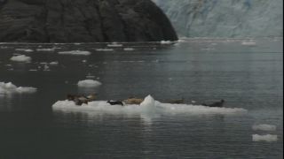 Link to Video