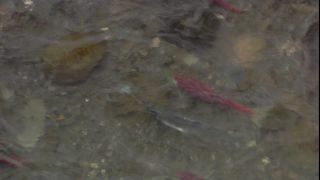 Link to Video