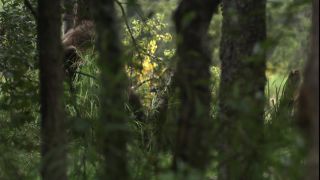 Link to Video