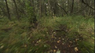 Link to Video