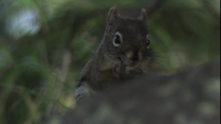 Link to Video