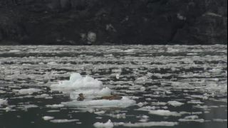 Link to Video
