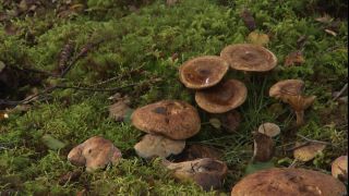Link to Video