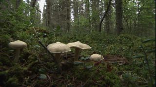 Link to Video