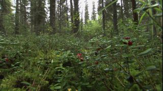 Link to Video