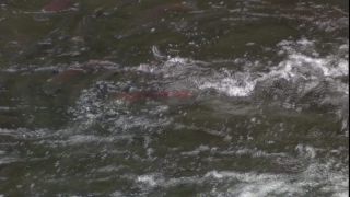Link to Video | Fressen, color, animal