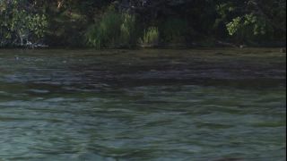 Link to Video