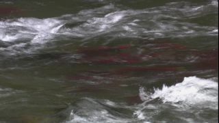 Link to Video