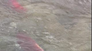 Link to Video
