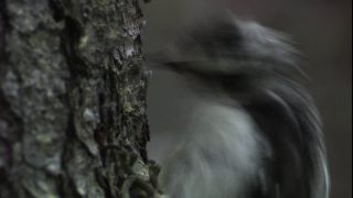 Link to Video