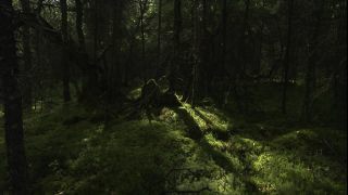 Link to Video