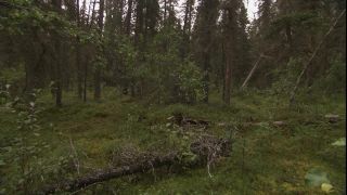 Link to Video