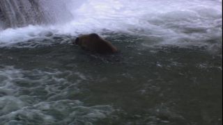 Link to Video