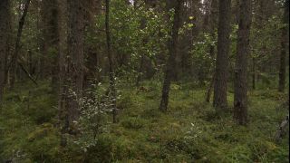 Link to Video