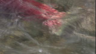 Link to Video