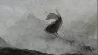 Link to Video