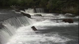 Link to Video