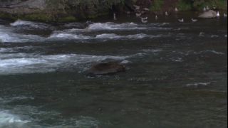 Link to Video