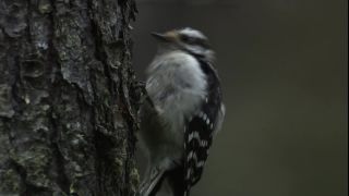 Link to Video