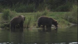 Link to Video