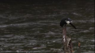 Link to Video