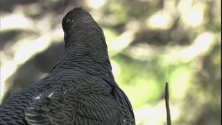 Link to Video