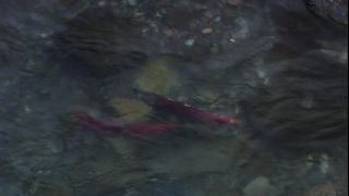 Link to Video